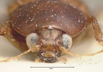 Media type: image; Entomology 9823   Aspect: head frontal view